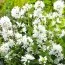 Кампанула Glomerata Alba фото