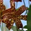 Лілія Canadense фото