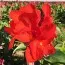 Канна Сherry Red фото