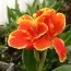 Канна Rosemond Сoles фото