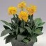 Канна Tropical Yellow (насіння) фото