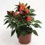 Перець Cubana Deep Orange фото