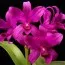 Каттлея Боурінга (Cattleya bowringiana) фото