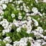 Гіпсофілла Cerastioides фото