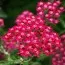 Деревій Cerise Queen фото