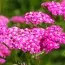 Деревій Cerise Queen фото
