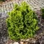 Кипарисовик Nana Gracilis фото