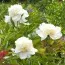 Півонія Charle's White фото