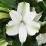 Альстромерія Charmelita White Zapricharmi фото