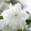 Чубушник Minnesota Snowflake фото