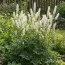 Циміцифуга (клопогін) White Pearl фото