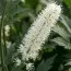 Циміцифуга (клопогін) White Pearl фото