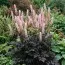 Циміцифуга (клопогон) Pink Spike фото