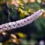 Циміцифуга (клопогон) Pink Spike фото