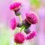 Осот прибережний Atropurpureum фото