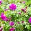 Осот прибережний Atropurpureum фото