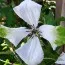 Клематіс Alba Luxurians фото