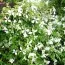 Клематіс Alba Luxurians фото