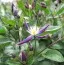 Клематіс Aromatica фото