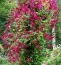 Клематіс Carmencita фото