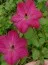 Клематіс Carmencita фото