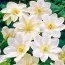 Клематіс Guernsey Cream фото