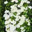 Клематіс Guernsey Cream фото