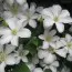 Клематіс Huldine фото