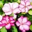Клематіс Liberty фото