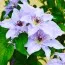 Клематіс Myosotis фото