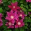 Клематіс Red Pearl фото