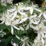 Клематіс Terniflora фото