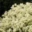 Клематіс Terniflora фото