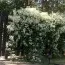 Клематіс Terniflora фото