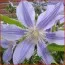 Клематіс Star River фото