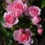 Троянда плетиста Bonica фото