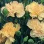 Гвоздика Devon Cream фото