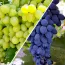 Комплект привитих саджанців винограду В солодкому Полоні фото