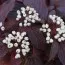 Дерен Siberian Pearles фото