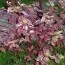 Дерен Siberian Pearles фото