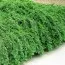 Кизильник Queen of Carpets фото