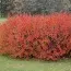 Кизильник Lucidus фото