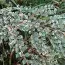 Кизильник Variegatus фото