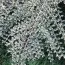 Кизильник Variegatus фото