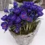 Крокус Flower Record 100 фото