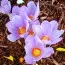 Крокус Kotschyanus фото