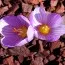 Крокус Kotschyanus фото
