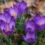 Крокус Ruby Giant 100 фото