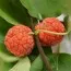 Кудранія фото