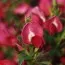 Рокитник Boskoop Ruby фото
